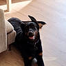 dog, rottweiler, black_and_tan, pet, canine, happy, smiling, open_mouth, lying_down, sitting, indoors, living_room, wooden_floor, couch, furniture, collar, dog_tag, ears, portrait, natural_light