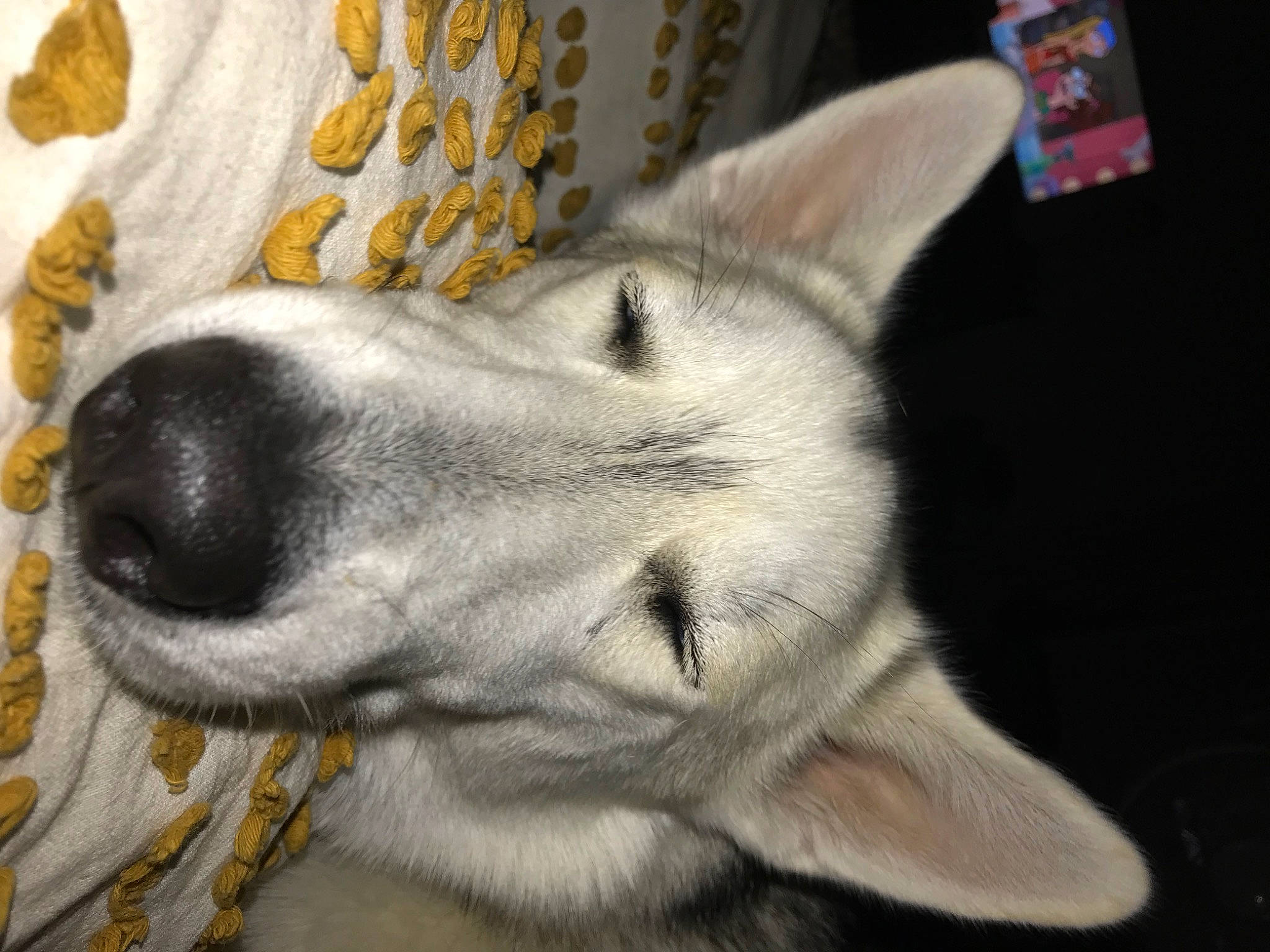 Ezra is registered to the contest to win money with this photo: ancient_dog_breeds, canidae, canis, carnivore, companion_dog, dog, dog_breed, fur, jaw, non_sporting_group, siberian_husky, sled_dog, snout, sporting_group, terrestrial_animal, whiskers, wolf, working_animal, working_dog