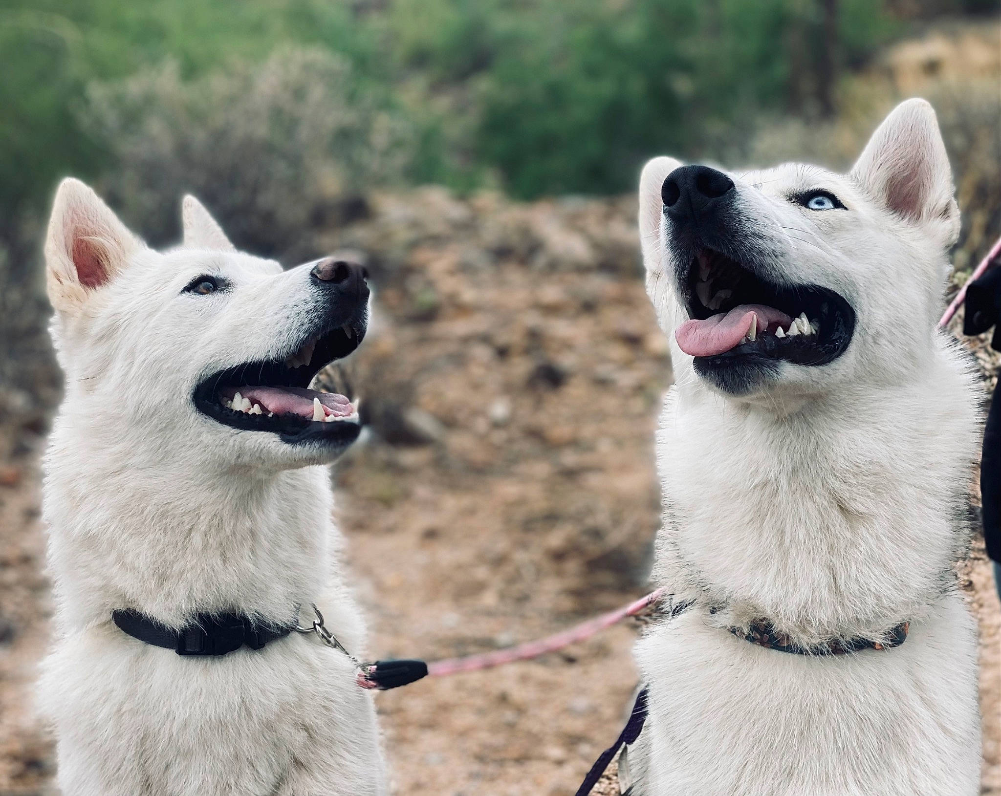 Ezra joined the competition — help win amazing prizes! ancient_dog_breeds, canidae, carnivore, collar, companion_dog, dog, dog_breed, dog_collar, dog_hiking, fang, fashion_accessory, fur, leash, non_sporting_group, photograph, snout, sporting_group, terrestrial_animal, working_animal, working_dog