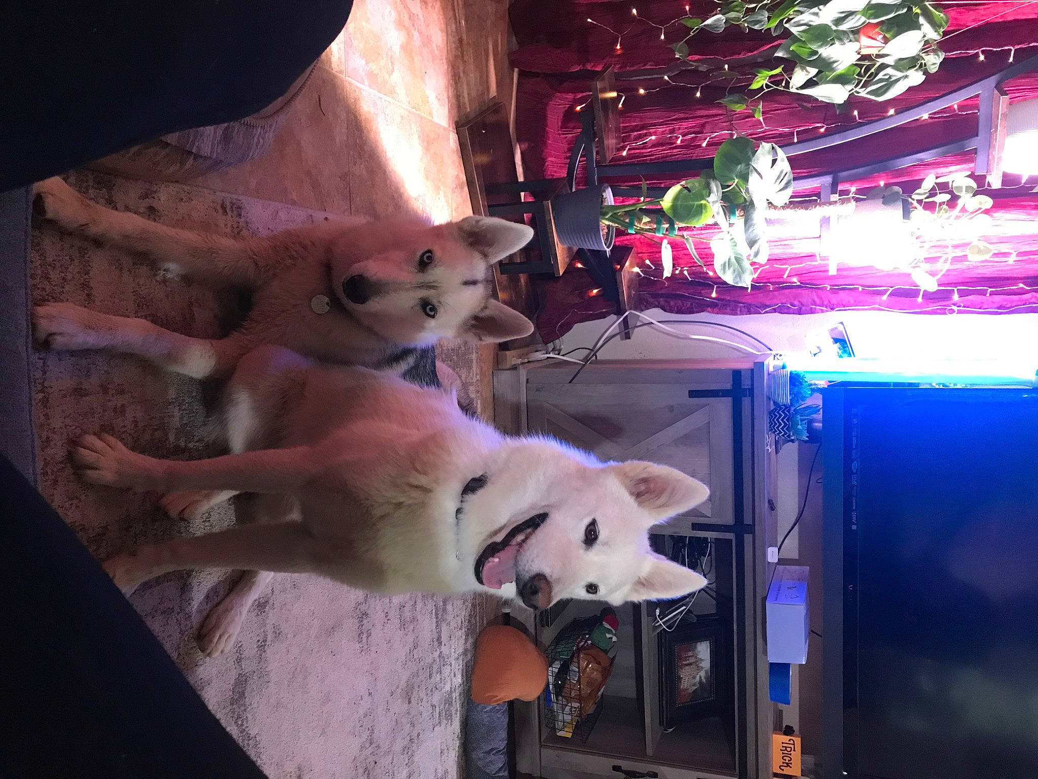 Ezra joined the competition — help win amazing prizes! canidae, carnivore, companion_dog, dog, dog_breed, event, fawn, felidae, fun, fur, magenta, pink, polar_bear, purple, room, small_to_medium_sized_cats, sporting_group, stuffed_toy, tail, toy