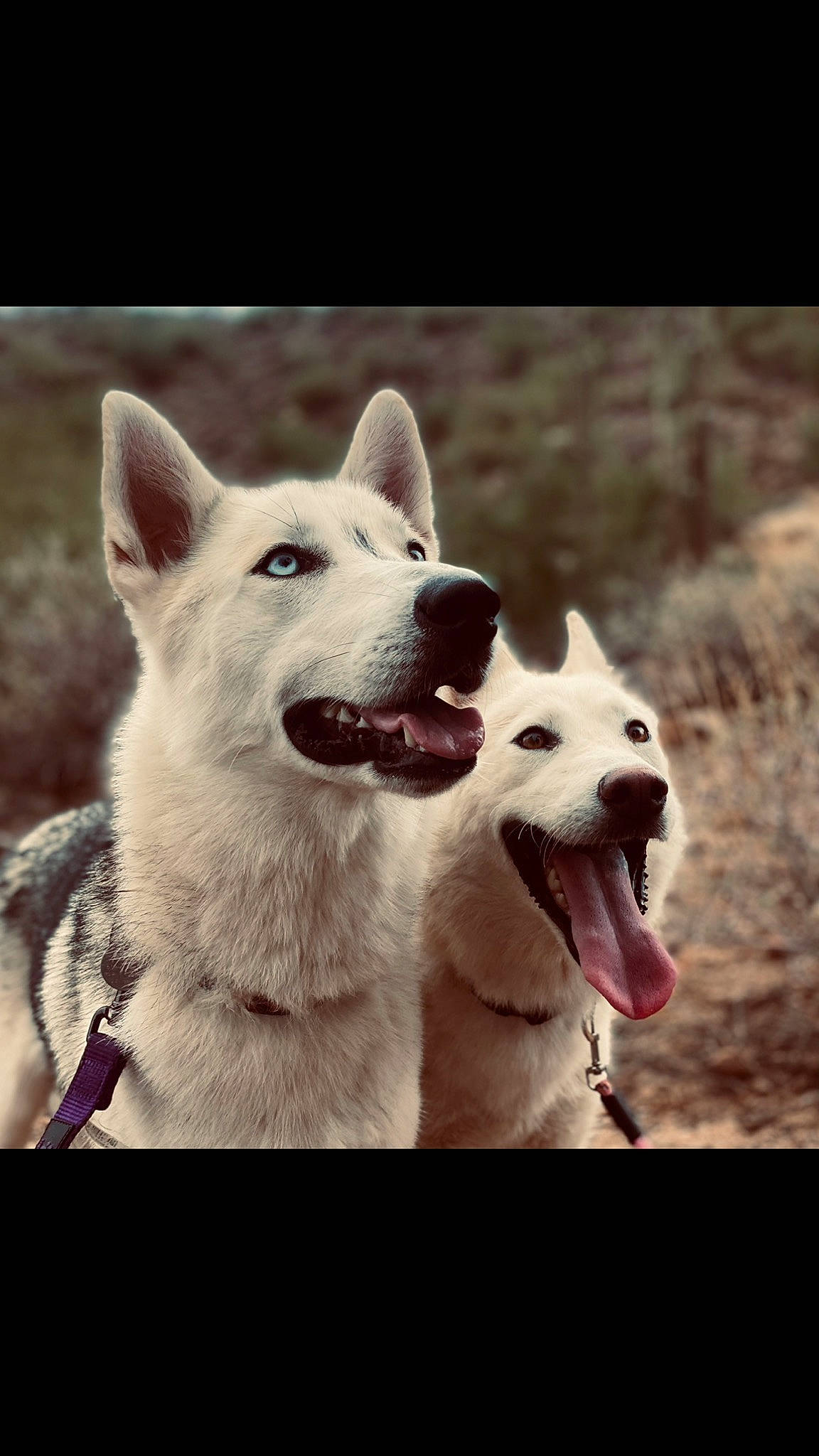 Ezra joined the competition — help win amazing prizes! ancient_dog_breeds, canidae, carnivore, collar, companion_dog, dog, dog_breed, fang, fur, happy, love, non_sporting_group, smile, snout, sporting_group, terrestrial_animal, water, working_animal, working_dog