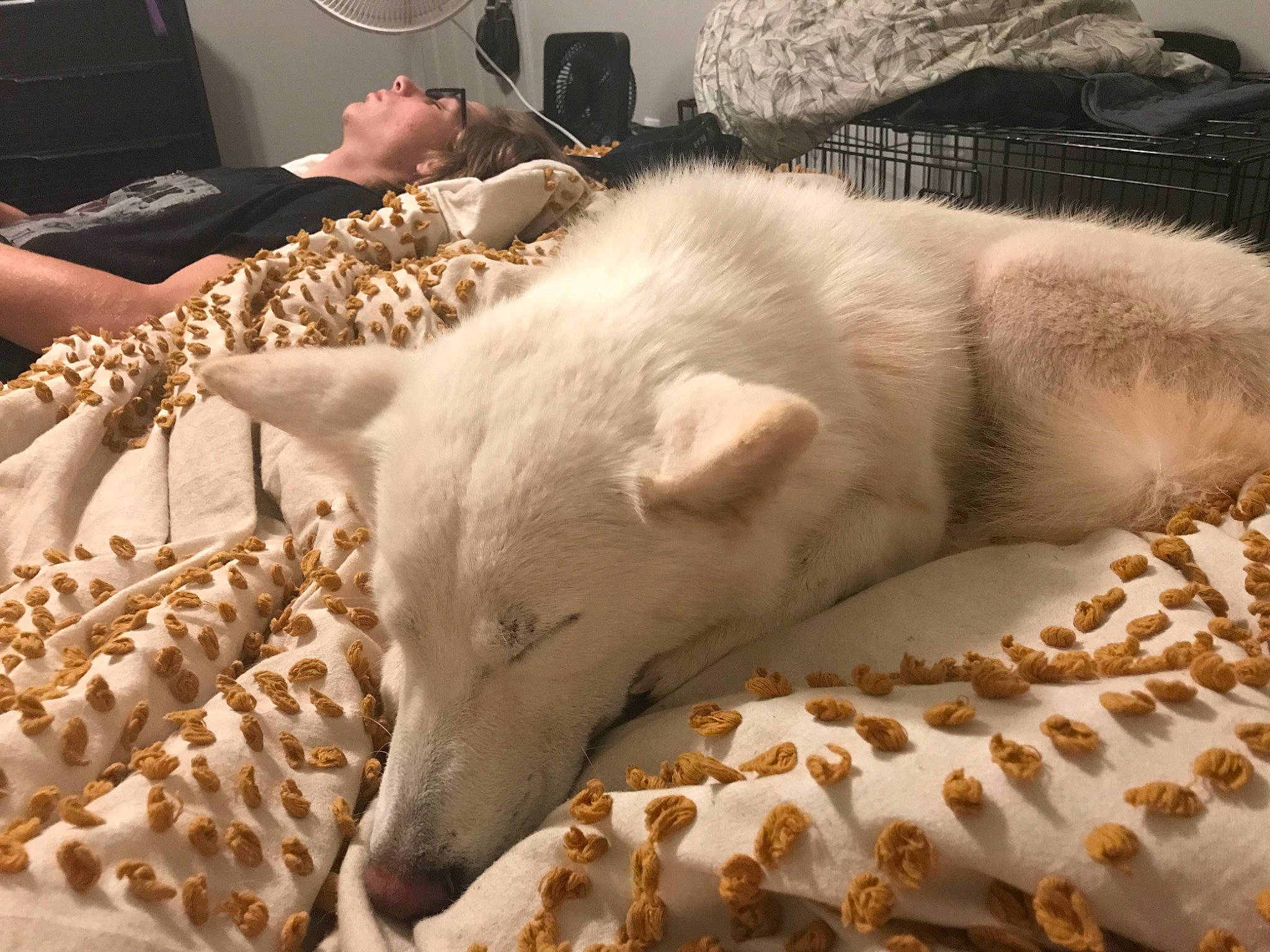 Nova is registered to the contest to win money with this photo: bedding, canidae, carnivore, comfort, companion_dog, dog, dog_breed, duvet, fawn, felidae, fur, linens, small_to_medium_sized_cats, snout, sporting_group, tail, terrestrial_animal, whiskers, wood, working_animal