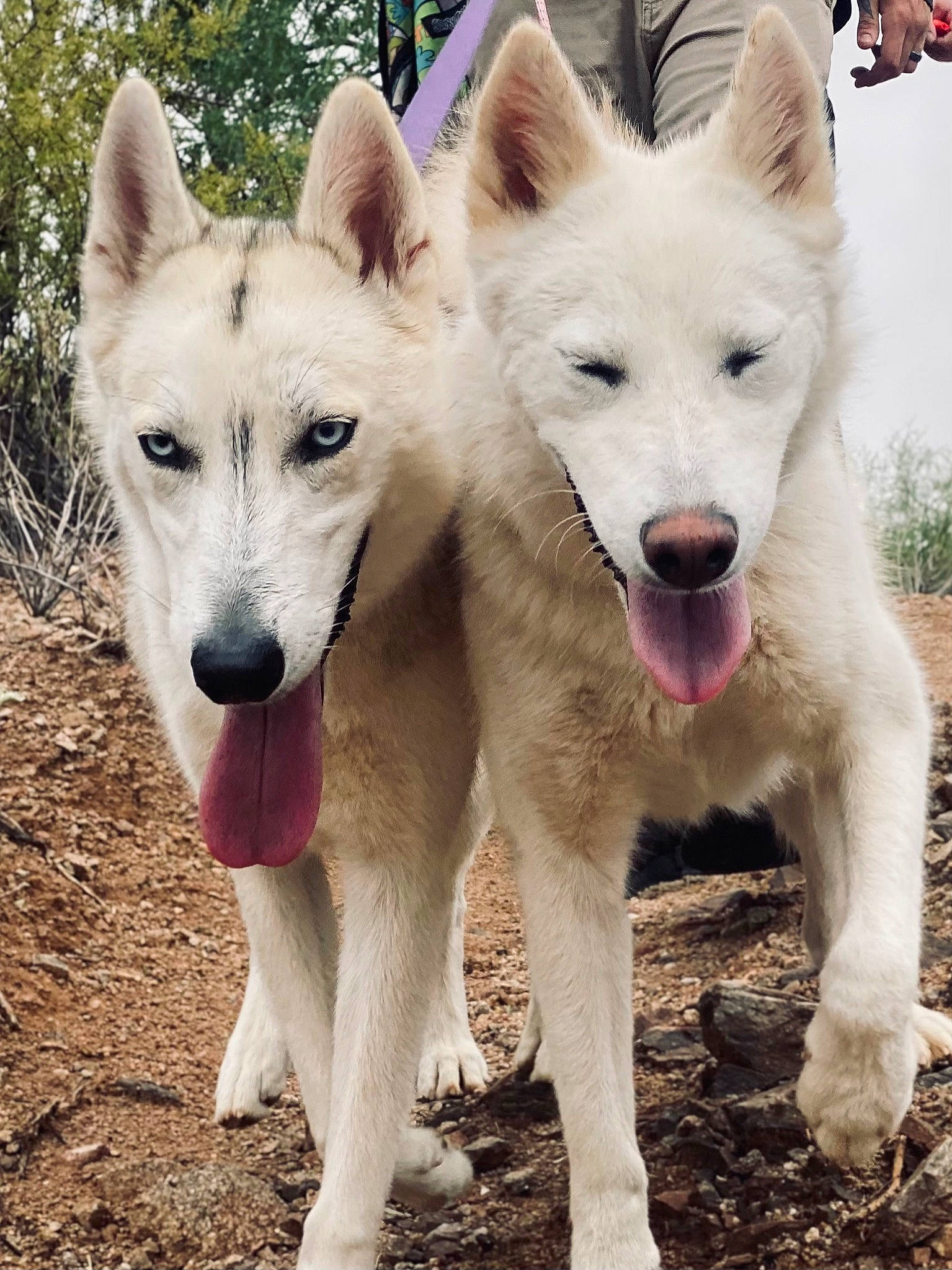 Nova is registered to the contest to win money with this photo: ancient_dog_breeds, canidae, canis, carnivore, collar, companion_dog, dog, dog_breed, east_european_shepherd, fawn, german_shepherd_dog, giant_dog_breed, herding_dog, non_sporting_group, snout, sporting_group, terrestrial_animal, tree, working_animal, working_dog