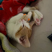 Nova joined the competition — help win amazing prizes! kitten, cat, sleeping, blanket, plush_toy, paw, cozy, resting, fur, cute, indoor, soft, comfort, animal, pet, closeup, relaxing, warm_colors, snuggling, young_cat