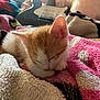 kitten, cat, sleeping, blanket, pink, white, orange, furry, cozy, indoor, guitar, musical_instrument, leisure, pet, closeup, soft, relaxing, fur, cute, animal