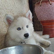 Boréale a rejoint le concours — aidez-le/la à gagner de superbes lots ! puppy, dog, blue_eyes, fluffy, fur, collar, metal_bowl, pottery, indoor, floor, wall, resting, pet, young_dog, canine, domestic_animal, cute, animal, household, decor