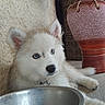 puppy, dog, blue_eyes, fluffy, fur, collar, metal_bowl, pottery, indoor, floor, wall, resting, pet, young_dog, canine, domestic_animal, cute, animal, household, decor