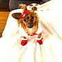 dog, small_dog, pet, red_bow, red_boots, white_fur_trim, fluffy_blanket, indoor, cute, holiday_outfit, christmas_theme, brown_fur, big_eyes, looking_up, adorable, festive, costume, cozy, animal, portrait