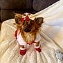 dog, small_dog, red_bow, holiday_outfit, red_boots, white_fur_trim, fluffy_blanket, brown_couch, indoor, pet, cute, festive, adorable, ears, fur, animal, companion, cozy, portrait, holiday