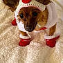 dog, small_dog, puppy, knitted_hat, red_boots, winter_clothing, heart_pattern, fluffy_blanket, brown_fur, pet, animal, cute, indoors, cozy, festive, warm_clothing, looking_up, ears_up, soft_texture, christmas_outfit