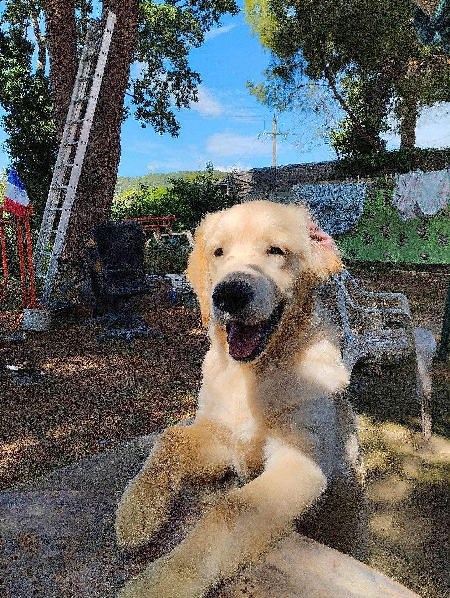 Cooky participe au concours pour gagner de l'argent avec cette photo : carnivore, cloud, companion_dog, dog, dog_breed, fawn, grass, gun_dog, leisure, livestock_guardian_dog, outdoor_furniture, pet_supply, plant, retriever, sky, snout, sporting_group, tail, tree, working_animal
