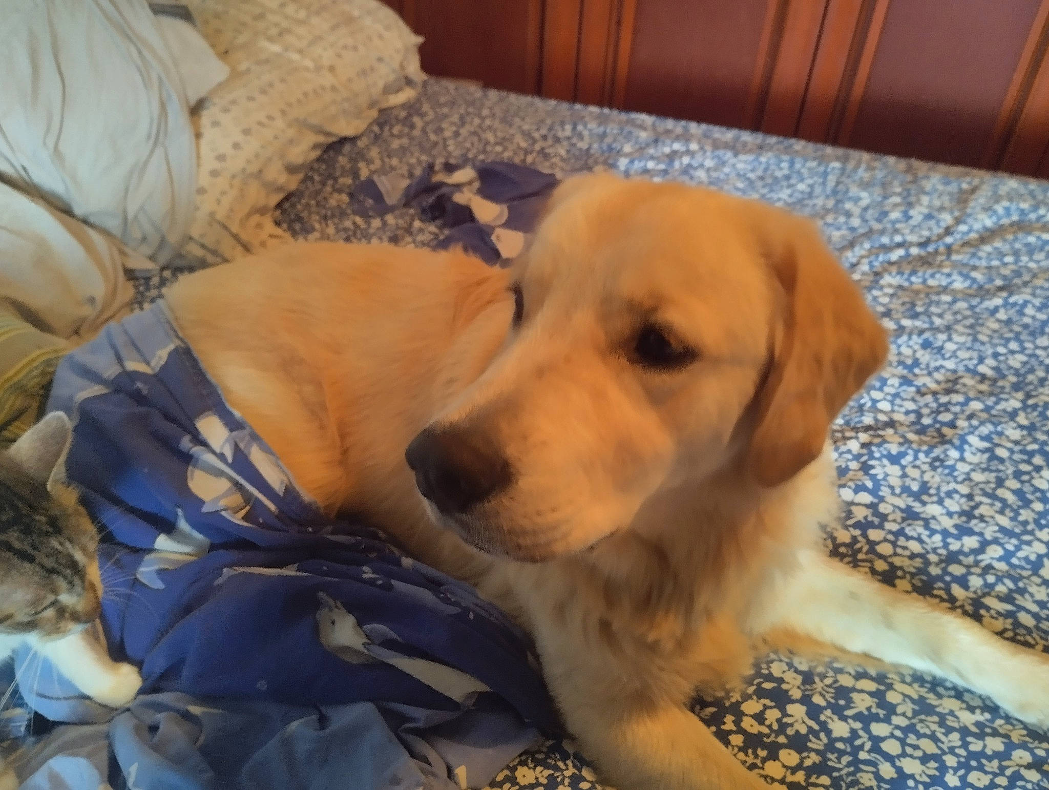 Cooky a rejoint le concours — aidez-le/la à gagner de superbes lots ! canidae, carnivore, comfort, companion_dog, dog, dog_breed, dog_supply, fawn, flooring, fur, hardwood, paw, pet_supply, retriever, sporting_group, tail, tree, varnish, whiskers, wood