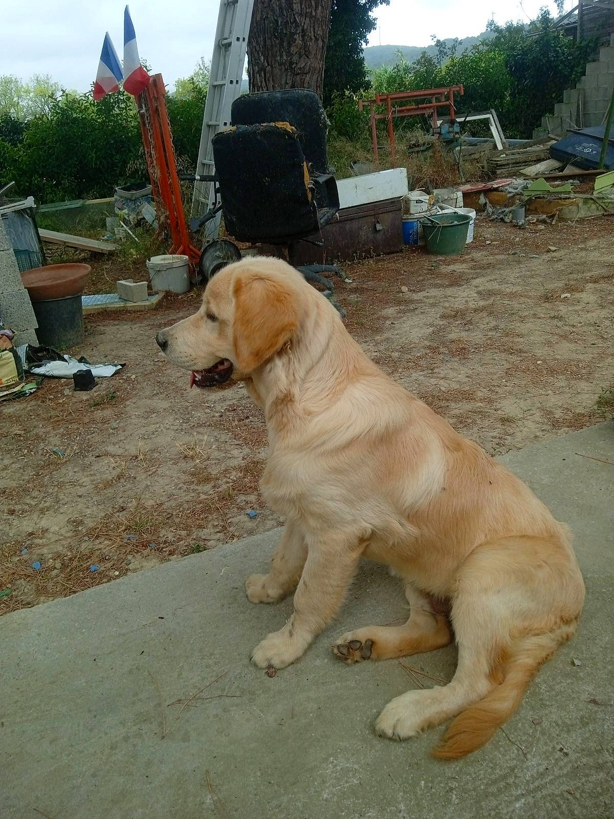 Cooky participe au concours pour gagner de l'argent avec cette photo : canidae, carnivore, companion_dog, dog, dog_breed, fawn, gun_dog, plant, sky, sporting_group, tail, tree, working_animal, working_dog