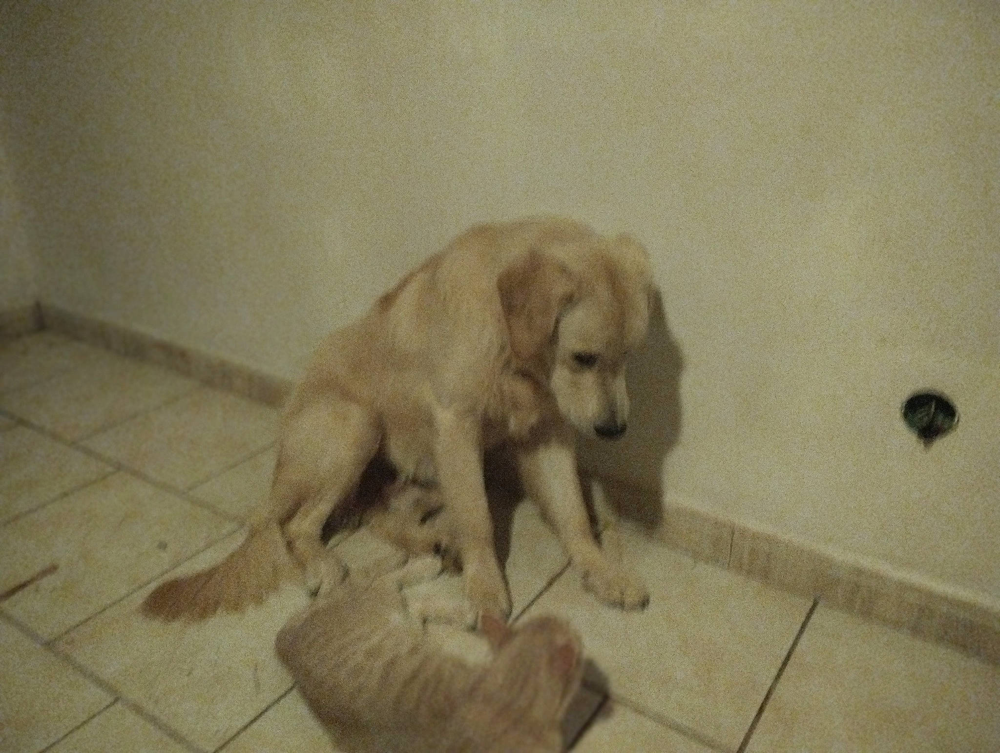 Cooky participe au concours pour gagner de l'argent avec cette photo : canidae, carnivore, companion_dog, dog, dog_breed, fawn, flooring, fur, non_sporting_group, retriever, sculpture, snout, sporting_group, street_dog, tail, terrestrial_animal, toy, visual_arts, wood, working_animal