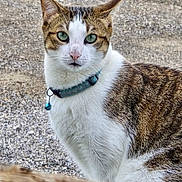 Shiloh is registered to the contest to win money with this photo: cat, tabby, white_fur, green_eyes, collar, bell, outdoor, animal, pet, feline, curious, portrait, closeup, looking, whiskers, ears, fur, ground, texture, nature