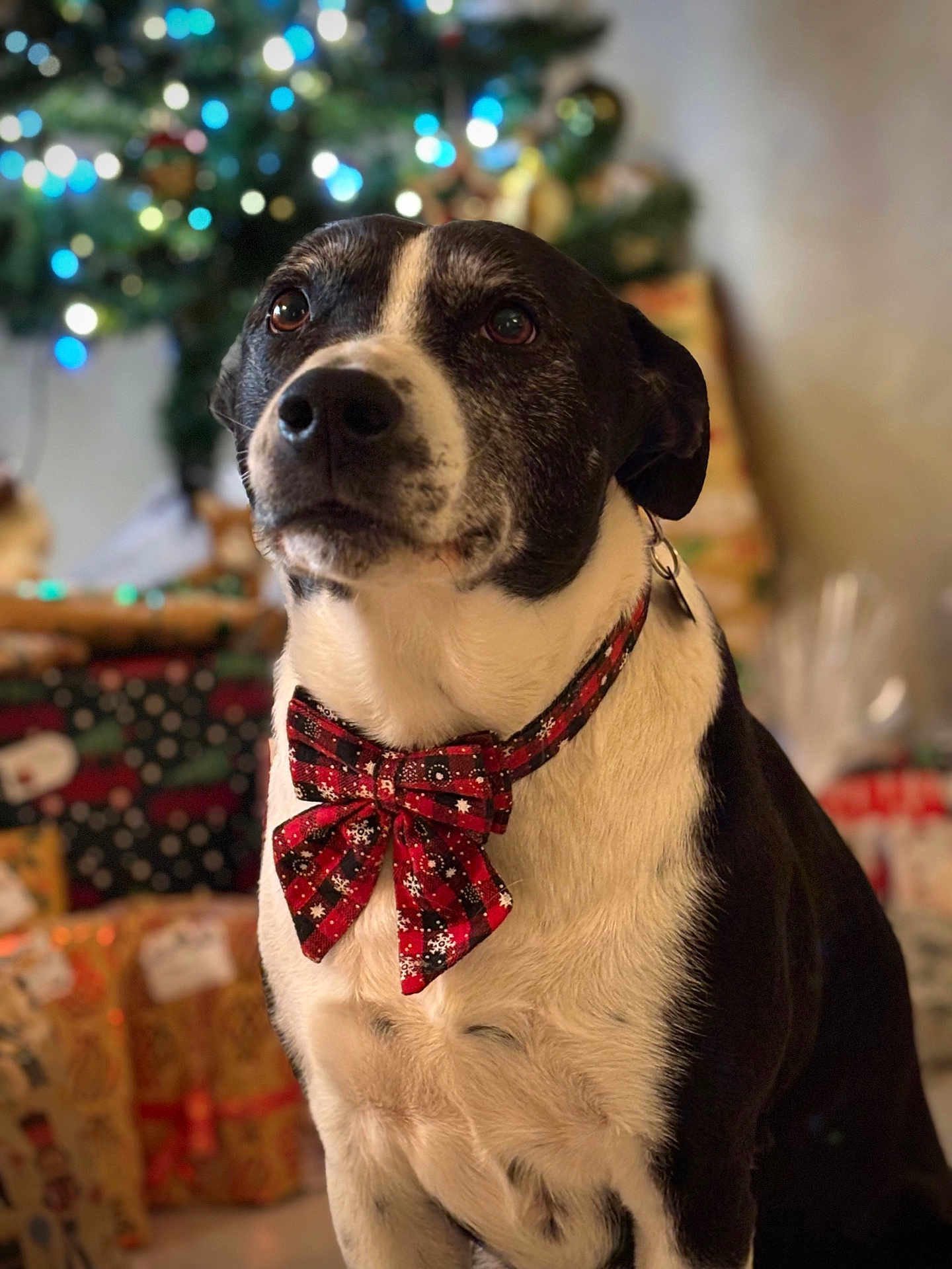 Narko a rejoint le concours — aidez-le/la à gagner de superbes lots ! dog, bow_tie, christmas_tree, presents, bokeh, close_up, portrait, black_and_white_fur, collar, pet, indoor, holiday, festive, decorations, gift_wrap, attentive, brown_eyes, nose, sitting, cozy