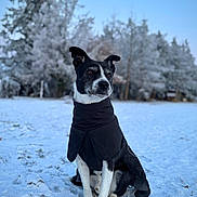 Narko participe au concours pour gagner de l'argent avec cette photo : dog, canine, pet, snow, winter, coat, jacket, portrait, outdoor, frosty_trees, bokeh, sitting, black_and_white_fur, ears, paws, grass_peeking, field, dignified_pose, cold, nature