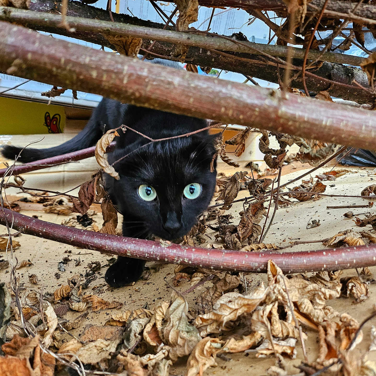 Krokmou a rejoint le concours — aidez-le/la à gagner de superbes lots ! abyssinian, accessories, animal, architecture, blackcat, building, cat, den, indoors, kitten, leaf, manx, nature, outdoors, pet, plant, shelter, strap, wood, yard