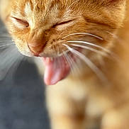 Garfield is registered to the contest to win money with this photo: cat, kitten, orange_tabby, close_up, yawning, mouth_open, whiskers, fur, pet, animal, cute, feline, tongue, ears, sleepy, blurred_background, soft_focus, indoor, tiny, adorable