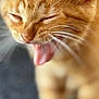 cat, kitten, orange_tabby, close_up, yawning, mouth_open, whiskers, fur, pet, animal, cute, feline, tongue, ears, sleepy, blurred_background, soft_focus, indoor, tiny, adorable