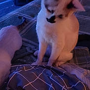 Boo joined the competition — help win amazing prizes! cat, indoor, bed, blanket, checkered_pattern, feline, pet, resting, blue_light, soft_lighting, cozy, animal, fur, sleepy, domestic, comfort, quiet, nighttime, room, furniture