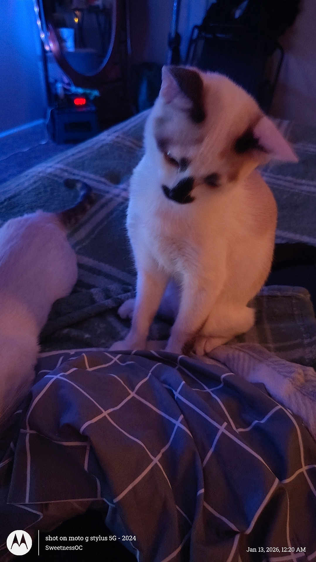 Boo joined the competition — help win amazing prizes! cat, indoor, bed, blanket, checkered_pattern, feline, pet, resting, blue_light, soft_lighting, cozy, animal, fur, sleepy, domestic, comfort, quiet, nighttime, room, furniture