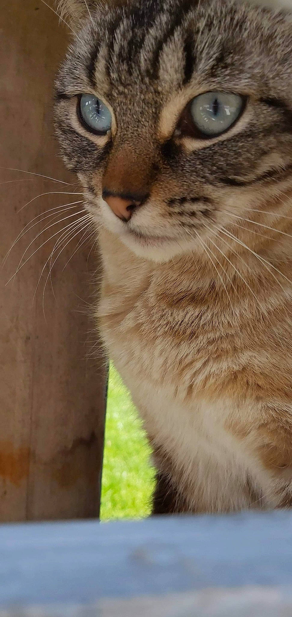 Plume a rejoint le concours — aidez-le/la à gagner de superbes lots ! carnivore, cat, close_up, domestic_short_haired_cat, door, felidae, fur, grass, paw, small_to_medium_sized_cats, snout, tail, terrestrial_animal, whiskers, wildlife, window