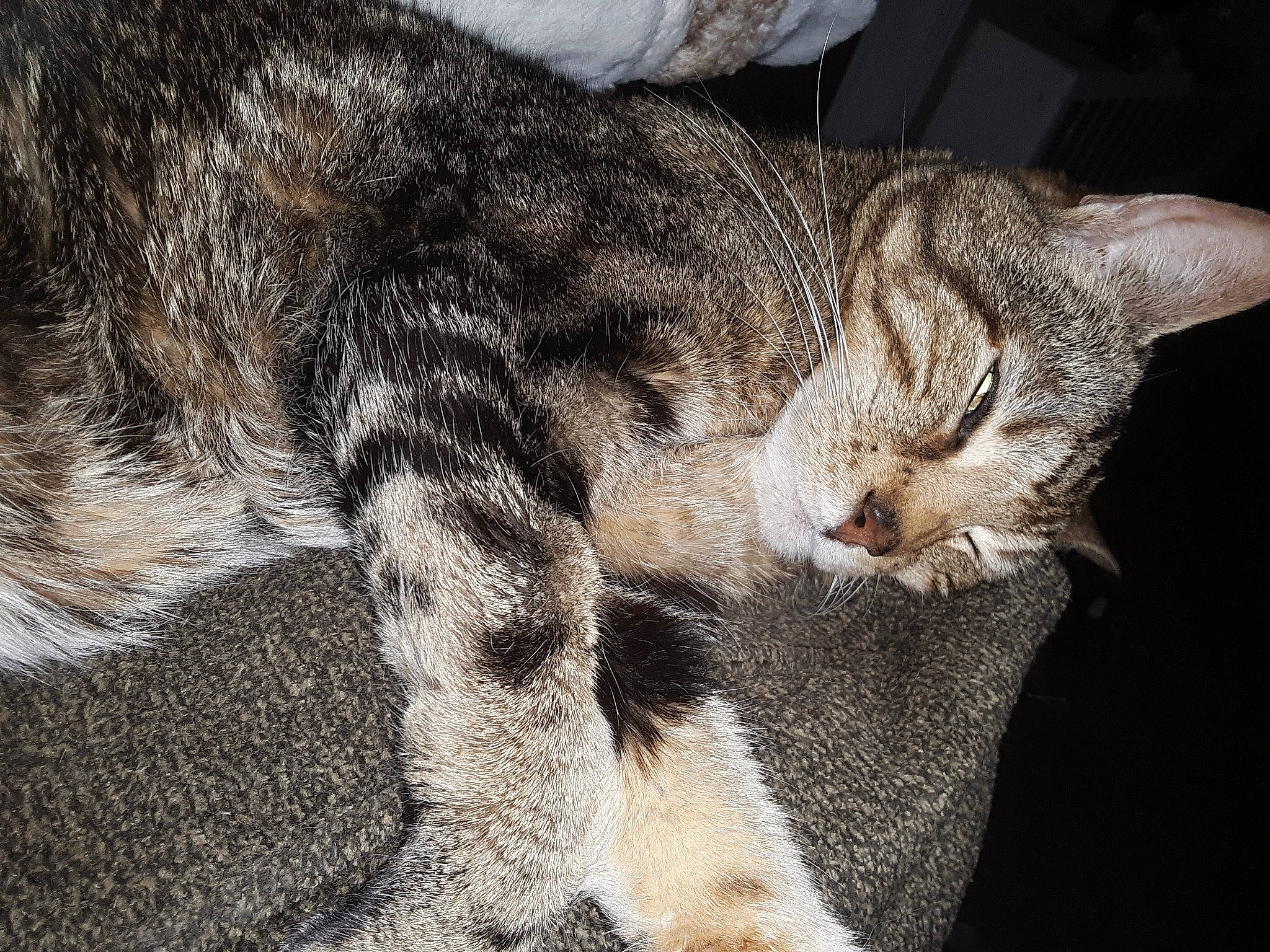 Blazer is registered to the contest to win money with this photo: carnivore, cat, claw, close_up, domestic_short_haired_cat, felidae, fur, nap, paw, sleep, small_to_medium_sized_cats, tail, terrestrial_animal, whiskers, wildlife