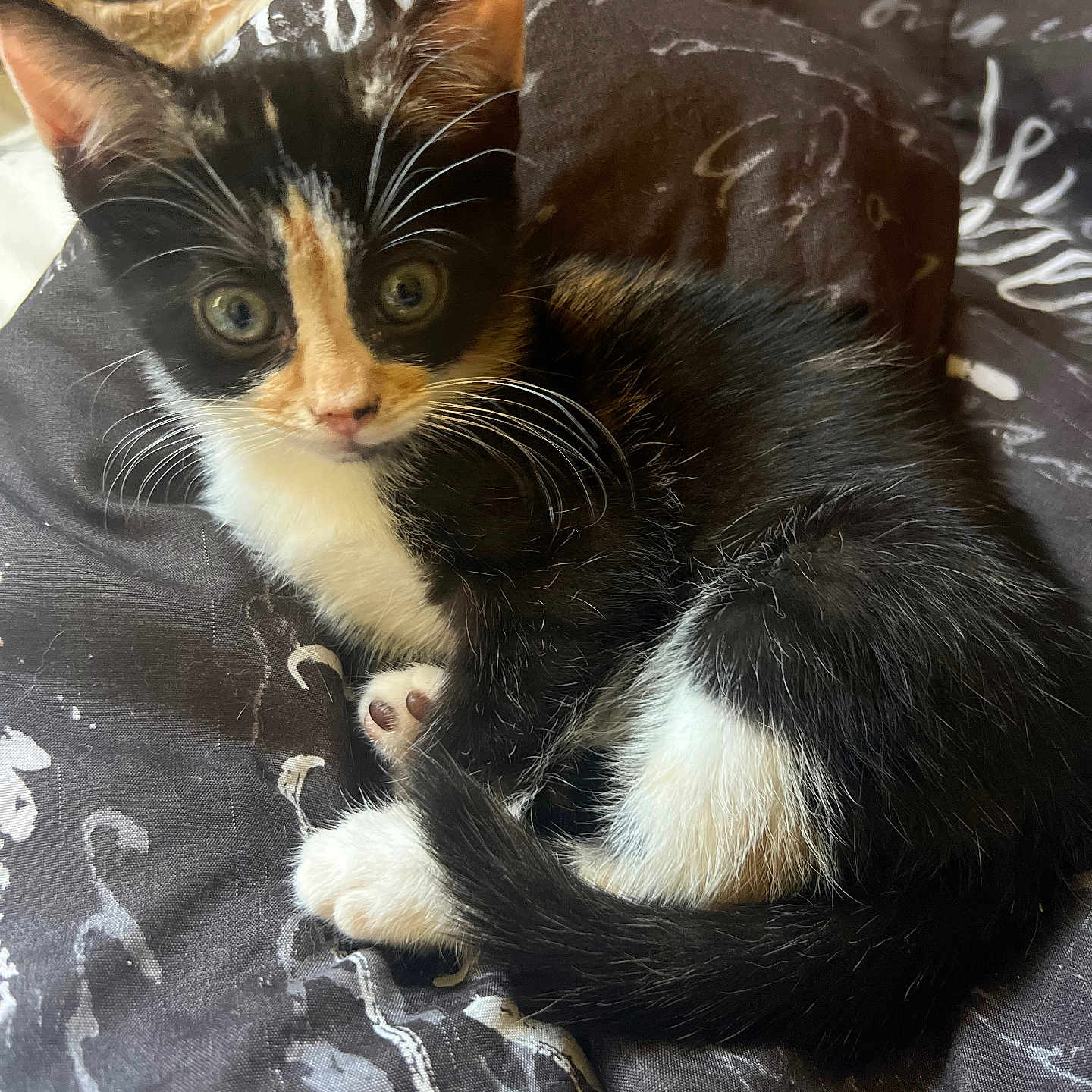 Angel is registered to the contest to win money with this photo: abyssinian, animal, bed, bedroom, blanket, cat, couch, cushion, furniture, homedecor, indoors, kitten, manx, person, pet, quilt, room, siamese, sleeping