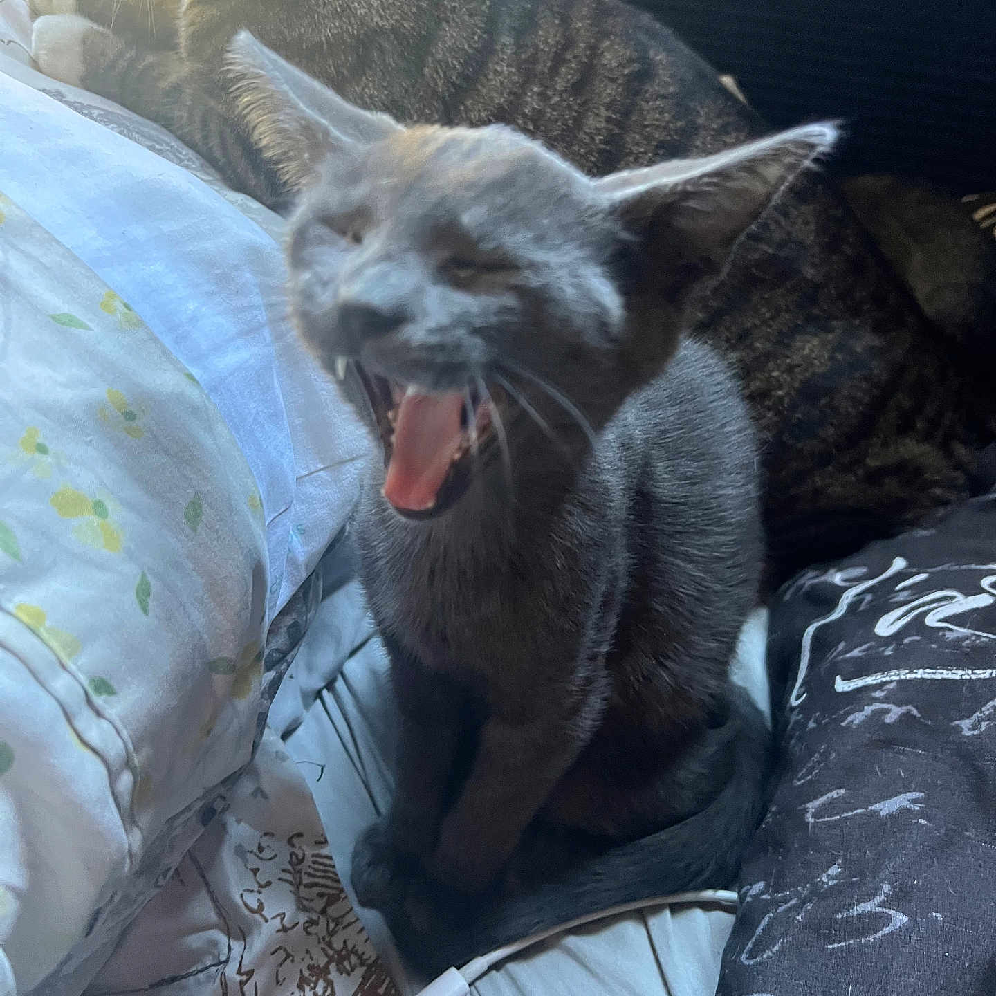 Zucchini joined the competition — help win amazing prizes! abyssinian, animal, bed, bedroom, blanket, bodypart, cat, couch, cushion, furniture, homedecor, indoors, kitten, linen, mouth, person, pet, quilt, room, sleeping