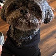 Dennis is registered to the contest to win money with this photo: dog, small_dog, pet, cute, furry, close_up, big_eyes, paws, black_sweater, clothing, indoor, wooden_floor, christmas_tree, holiday_decor, brown_fur, portrait, adorable, looking_up, puppy, companion