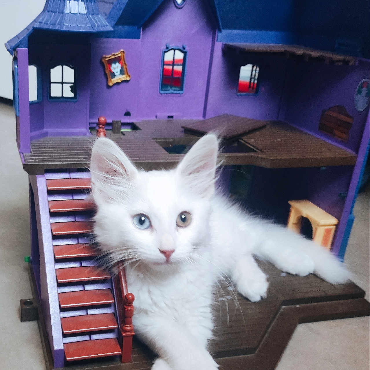 Simba a rejoint le concours — aidez-le/la à gagner de superbes lots ! animal, crossed_paws, curious, cute, dollhouse, domestic_cat, feline, heterochromia, house_model, indoor, kitten, pet, playful, purple_house, relaxed, small_pet, stairs, toy_house, white_cat, young_cat