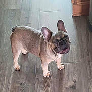 Jack is registered to the contest to win money with this photo: french_bulldog, dog, pet, canine, standing, wood_floor, indoor, small_dog, short_hair, brown_fur, ears_up, closed_eyes, mouth_open, cute, animal, companion, domestic, flooring, adorable, paw