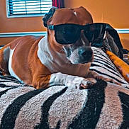 Ziva is registered to the contest to win money with this photo: animal, bed, blanket, brown_dog, companion, cozy, curtains, cute, dog, domestic, furniture, indoor, pet, portrait, relaxed, resting, sunglasses, white_paws, window, zebra_pattern