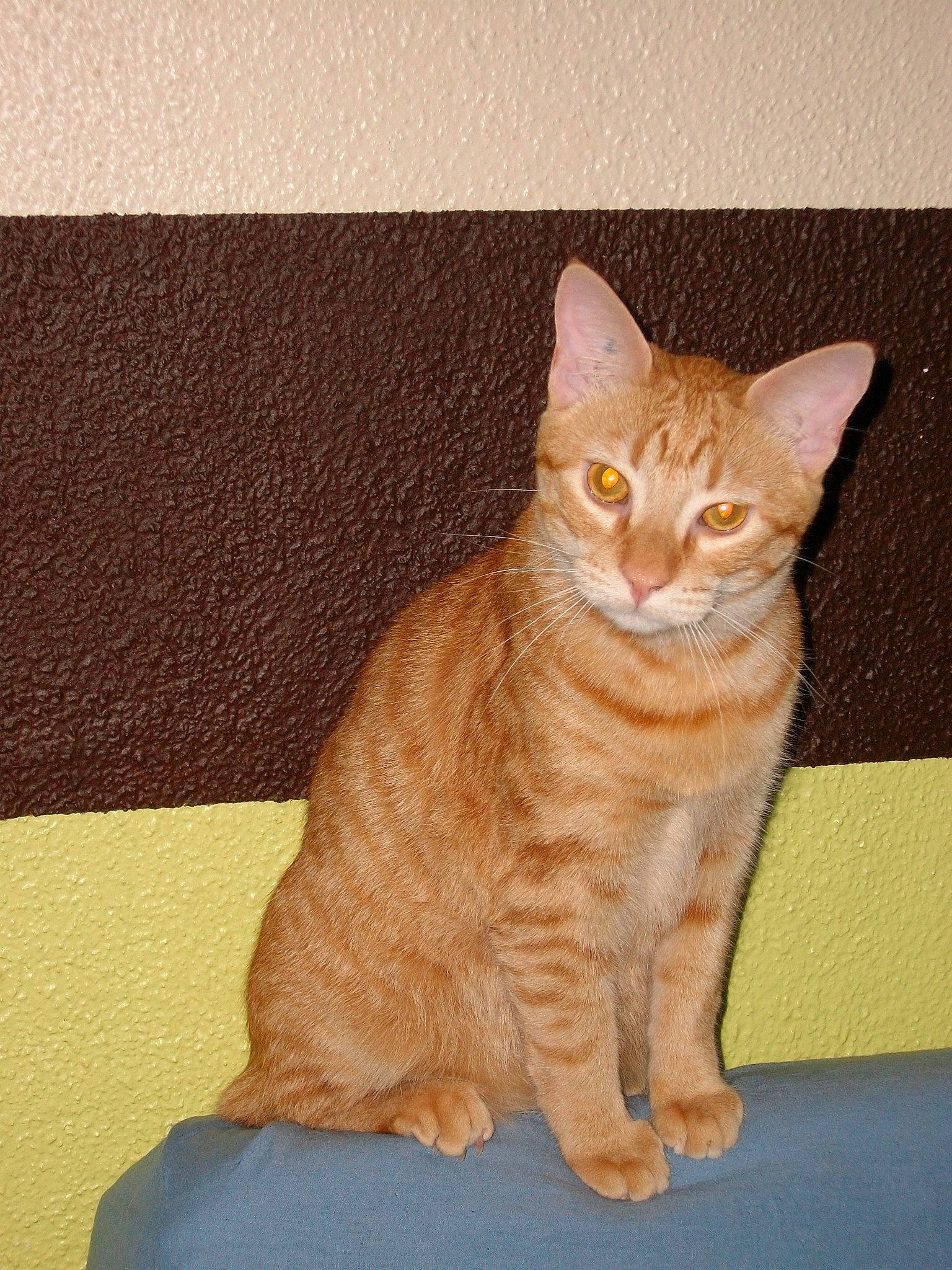 Fanfan participe au concours pour gagner de l'argent avec cette photo : carnivore, cat, comfort, domestic_short_haired_cat, fawn, felidae, fur, paw, peach, rectangle, sitting, small_to_medium_sized_cats, snout, tail, whiskers, wood