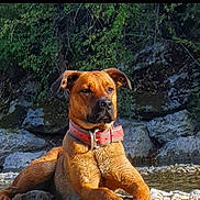 Octavia a rejoint le concours — aidez-le/la à gagner de superbes lots ! alert, animal, brown_dog, canine, collar, daylight, dog, ears, fur, greenery, lying_down, nature, outdoor, pet, portrait, relaxed, river_stones, rocks, snout, sunlight