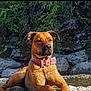 alert, animal, brown_dog, canine, collar, daylight, dog, ears, fur, greenery, lying_down, nature, outdoor, pet, portrait, relaxed, river_stones, rocks, snout, sunlight