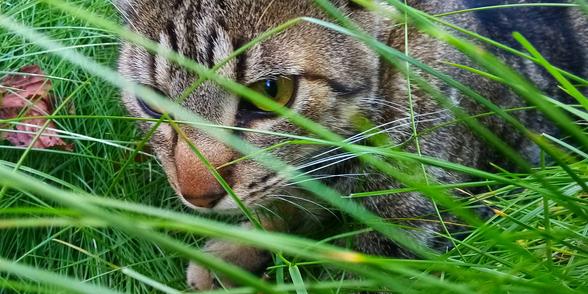 Mishka a rejoint le concours — aidez-le/la à gagner de superbes lots ! _geese_and_swans, big_cats, carnivore, close_up, ducks, fawn, felidae, fur, grass, grass_family, groundcover, jaguar, mustelidae, otter, plant, small_to_medium_sized_cats, snout, terrestrial_animal, terrestrial_plant, varanidae