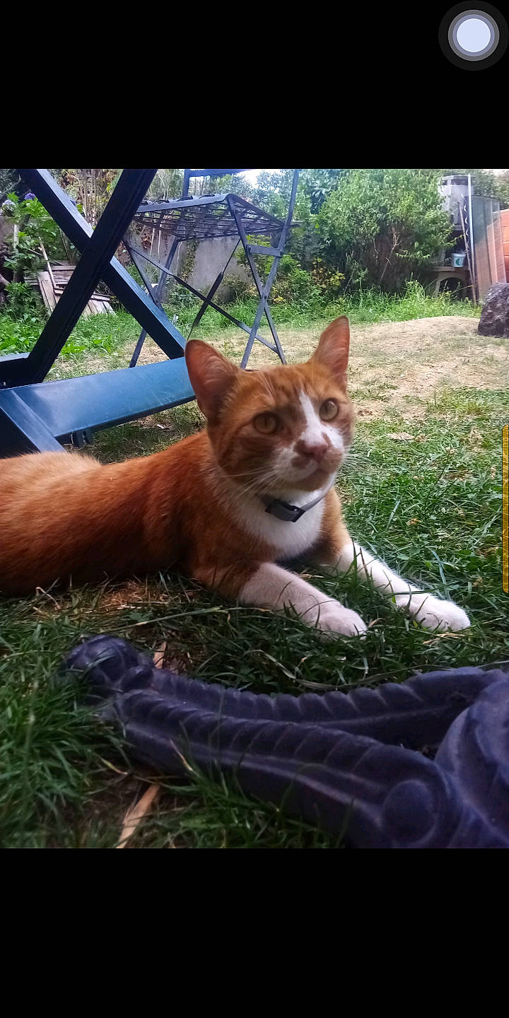 Rusty a rejoint le concours — aidez-le/la à gagner de superbes lots ! canidae, carnivore, cat, chair, companion_dog, dog_breed, fawn, felidae, fur, grass, lap, plant, small_to_medium_sized_cats, snout, sporting_group, tail, terrestrial_animal, whiskers, wildlife, wood