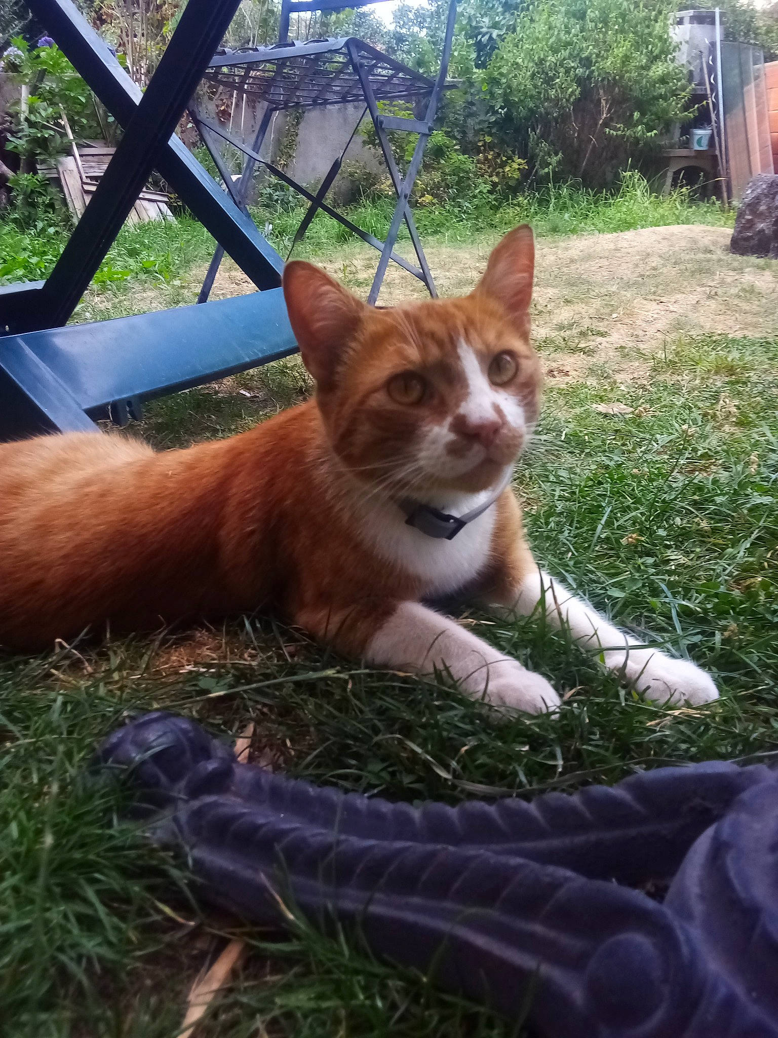 Rusty a rejoint le concours — aidez-le/la à gagner de superbes lots ! canidae, carnivore, companion_dog, dog_breed, eye, fawn, felidae, fence, fur, grass, human_leg, plant, sitting, small_to_medium_sized_cats, snout, sporting_group, tail, terrestrial_animal, whiskers, wood