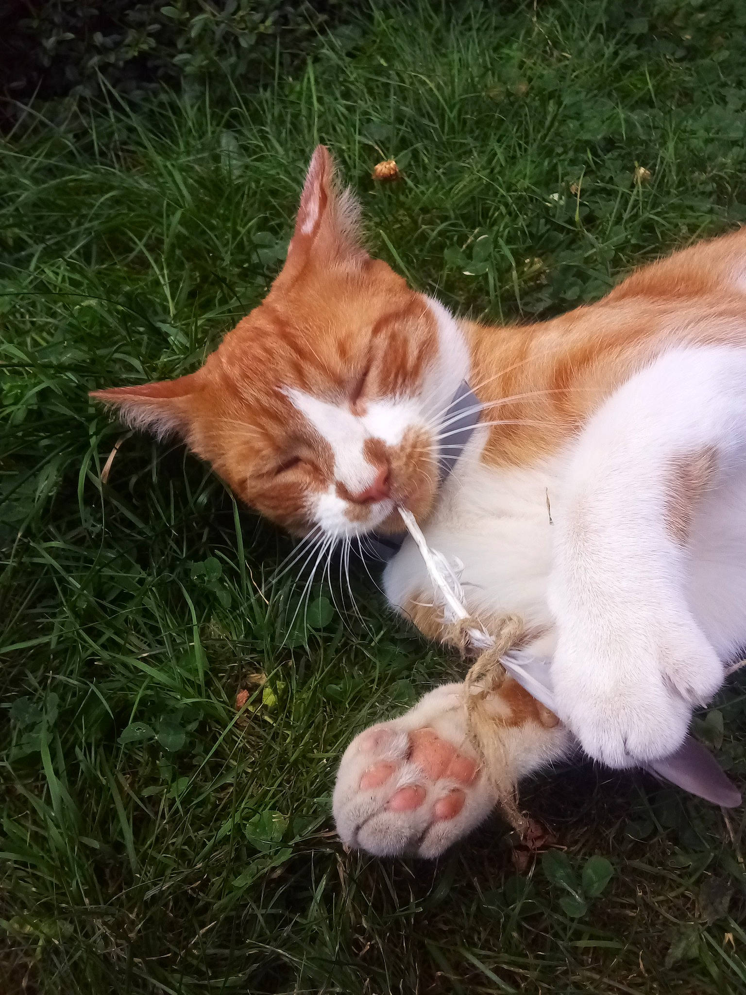 Rusty participe au concours pour gagner de l'argent avec cette photo : carnivore, cat, claw, companion_dog, domestic_short_haired_cat, fawn, felidae, foot, fur, grass, lap, lawn, paw, plant, small_to_medium_sized_cats, snout, tail, terrestrial_animal, tree, whiskers