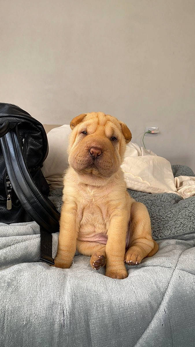 Yuri participe au concours pour gagner de l'argent avec cette photo : art, bag, canidae, carnivore, comfort, companion_dog, dog, dog_breed, fawn, fur, linens, luggage_and_bags, pet_supply, snout, terrestrial_animal, toy, toy_dog, wood, working_animal, wrinkle