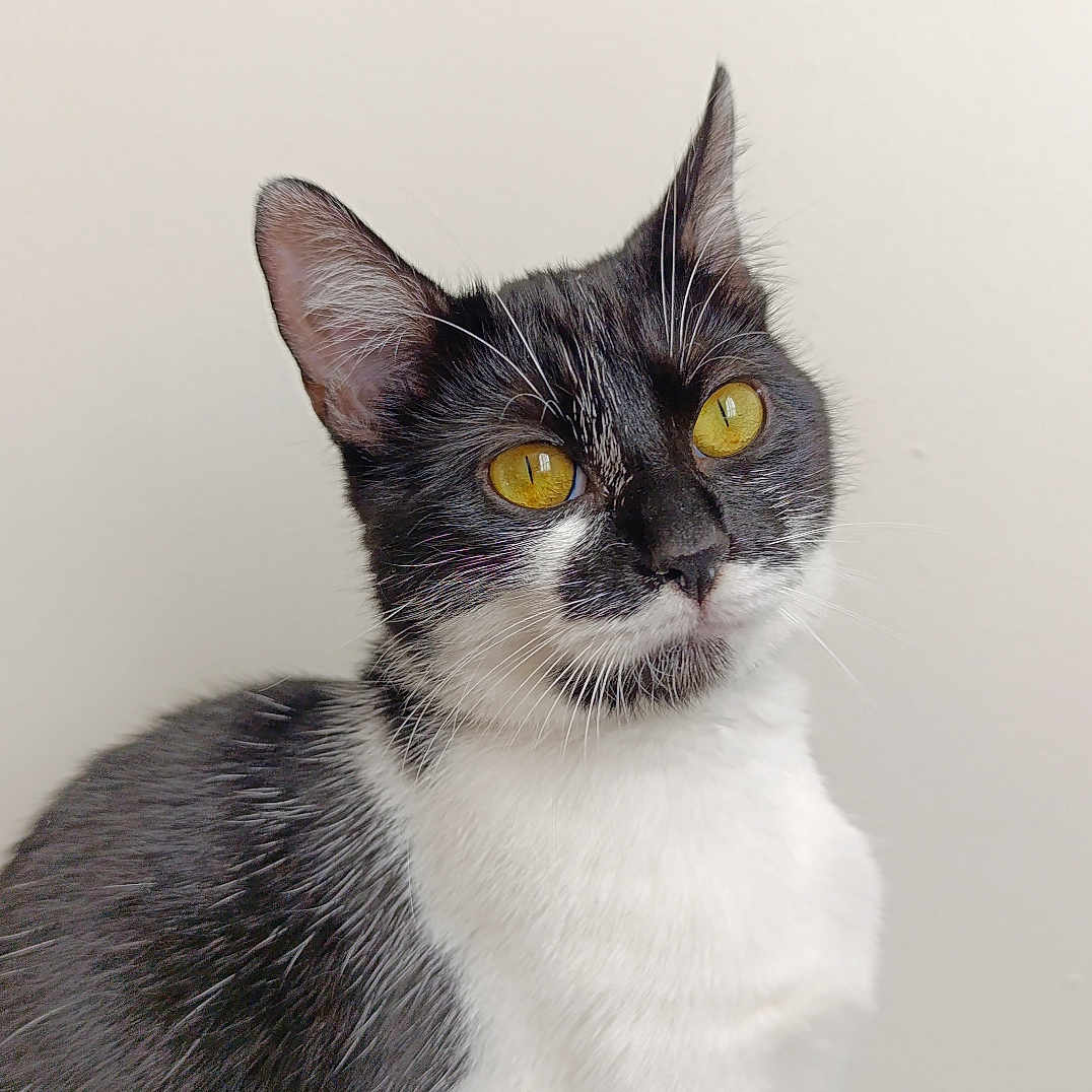 Vivi participe au concours pour gagner de l'argent avec cette photo : cat, tuxedo_cat, black_and_white, portrait, golden_eyes, whiskers, ears, fur, animal, pet, indoor, close_up, sitting, standing, white_chest, dark_fur, facial_expression, studio_lighting, plain_background, photography