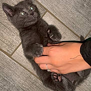 Yumi participe au concours pour gagner de l'argent avec cette photo : animal, cat, claws, clinging, cute, domestic_cat, feline, floor, fur, gray_cat, hand, indoor, interaction, kitten, paw, pet, playful, tile_floor, whiskers, young_cat