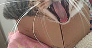 Mignon a rejoint le concours — aidez-le/la à gagner de superbes lots ! cat, tabby_cat, yawning, whiskers, cardboard_box, close_up, pet, animal, feline, mouth_open, tongue, pink_blanket, pattern, soft_texture, indoor, resting, cute, sleepy, fur, face