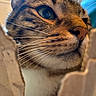 cat, tabby, close_up, whiskers, green_eye, cardboard, curious, pet, feline, indoor, fur, animal, face, snout, portrait, domestic_cat, playful, sharp_focus, background_blur, close_range