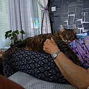 Donald participe au concours pour gagner de l'argent avec cette photo : cat, tabby_cat, lap, person, hand, watch, patterned_pants, floral_shirt, curtains, window, plants, table, couch, home_interior, relaxing, indoor, furniture, resting, cozy, pet