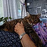 Donald participe au concours pour gagner de l'argent avec cette photo : cat, tabby_cat, pet, lap, hand, watch, person, floral_clothing, curtains, window, indoor, plant, furniture, relaxing, cozy, patterned_wall, sleepy_cat, comfort, domestic, human_animal_interaction