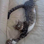 Sir Forrest Ocelot joined the competition — help win amazing prizes! cat, tabby_cat, stretching, toy, football, couch, indoor, pet, animal, feline, whiskers, curious, paws, striped, relaxed, playful, looking_at_camera, white_paws, fur, home