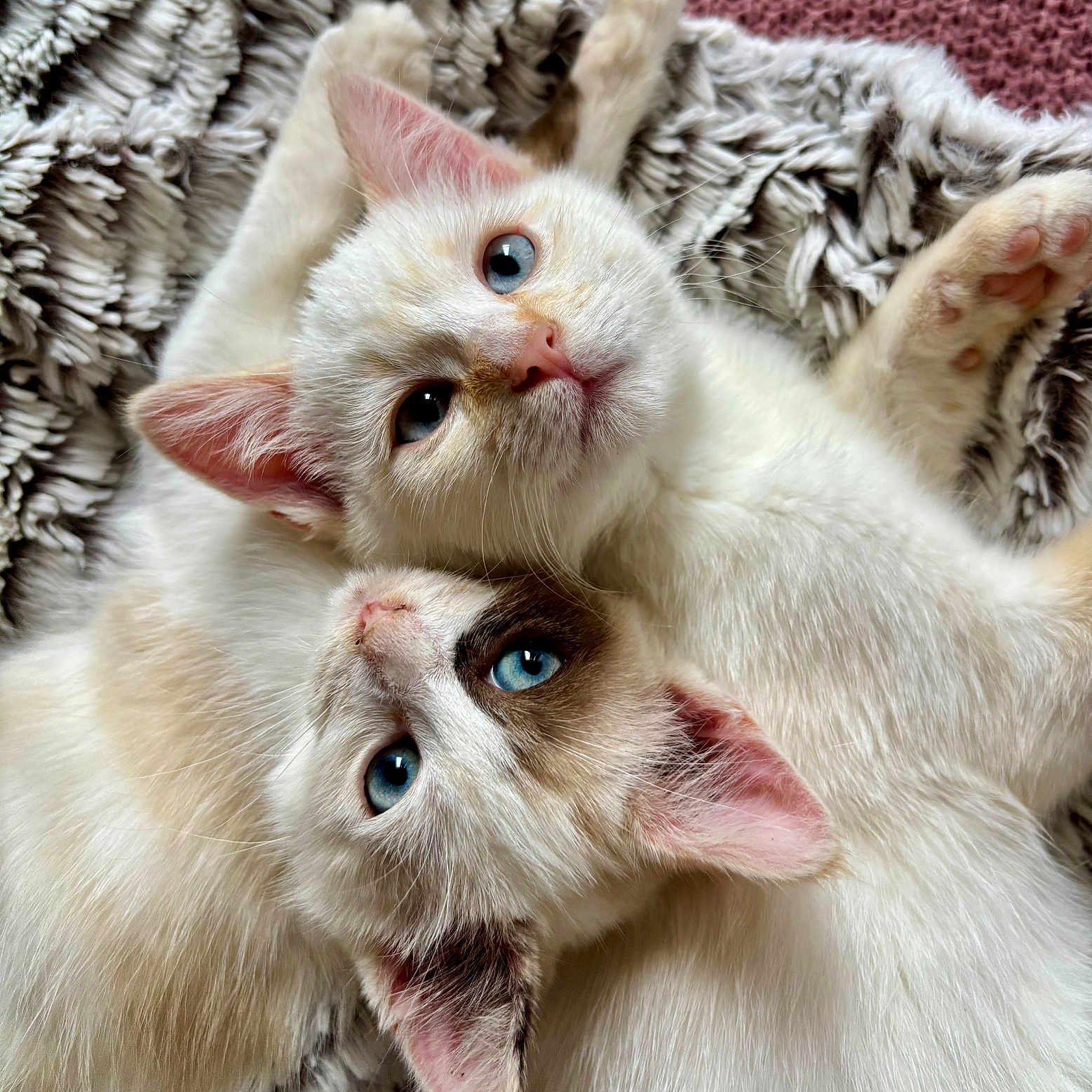 Uma Et Kumo participe au concours pour gagner de l'argent avec cette photo : animal, blanket, blue_eyes, cat, close_up, cozy, cute, domestic, ears, feline, fur, indoor, kitten, pet, playing, portrait, sleepy, snuggling, soft_texture, whiskers